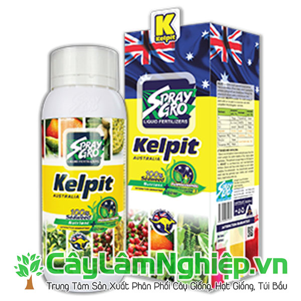 Toba Kelpit - Mát cây tốt rễ - Nhập khẩu từ Úc